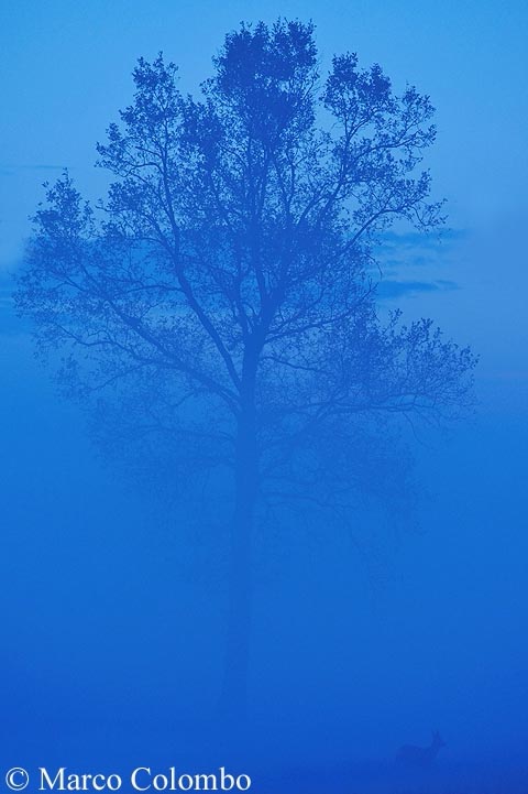 capriolo nella nebbia